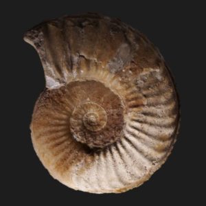 Pliensbachien pleuroceras apyrenum ammonite fossile