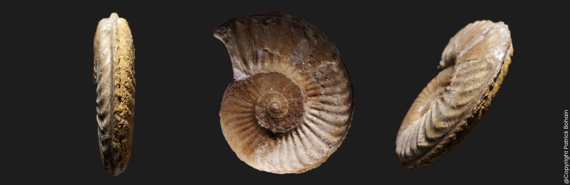 Pliensbachien pleuroceras apyrenum ammonite fossile
