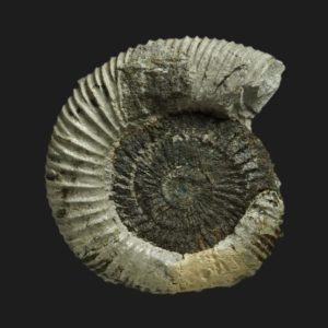 Dactylioceras orthodactylites ernsti LP3 Toarcien inférieur Vendée