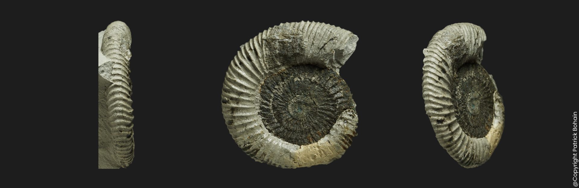 Dactylioceras orthodactylites ernsti LP3 Toarcien inférieur Vendée