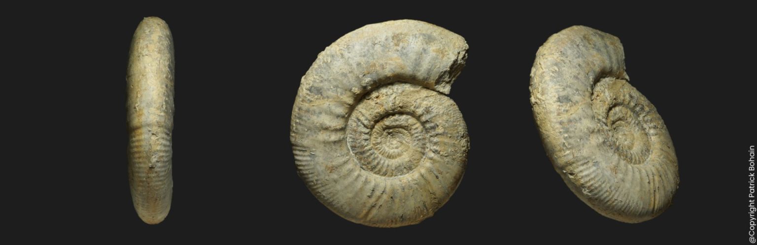 Rusticus Indosphinctes (Indosphinctes) rusticus - Ammonites-vendée.fr