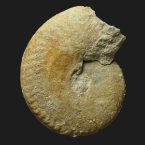 Oxycerites behrendseni microconque Bathonien inférieur ammonite