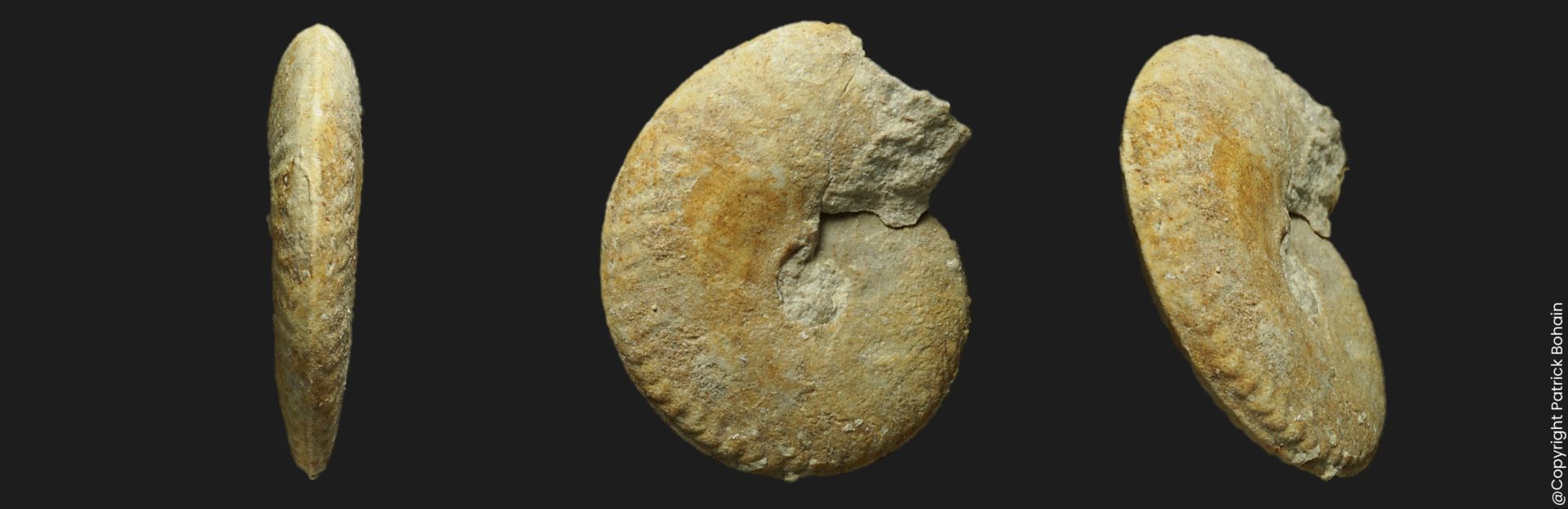 Oxycerites behrendseni microconque Bathonien inférieur ammonite