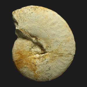 Oxycerites yeovilensis microconque Bathonien inférieur ammonite Vendée