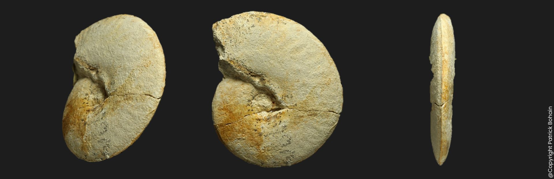 Oxycerites yeovilensis microconque Bathonien inférieur ammonite Vendée