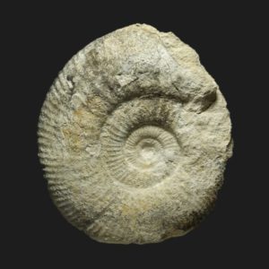 Bathonien moyen Procerites praequercinus