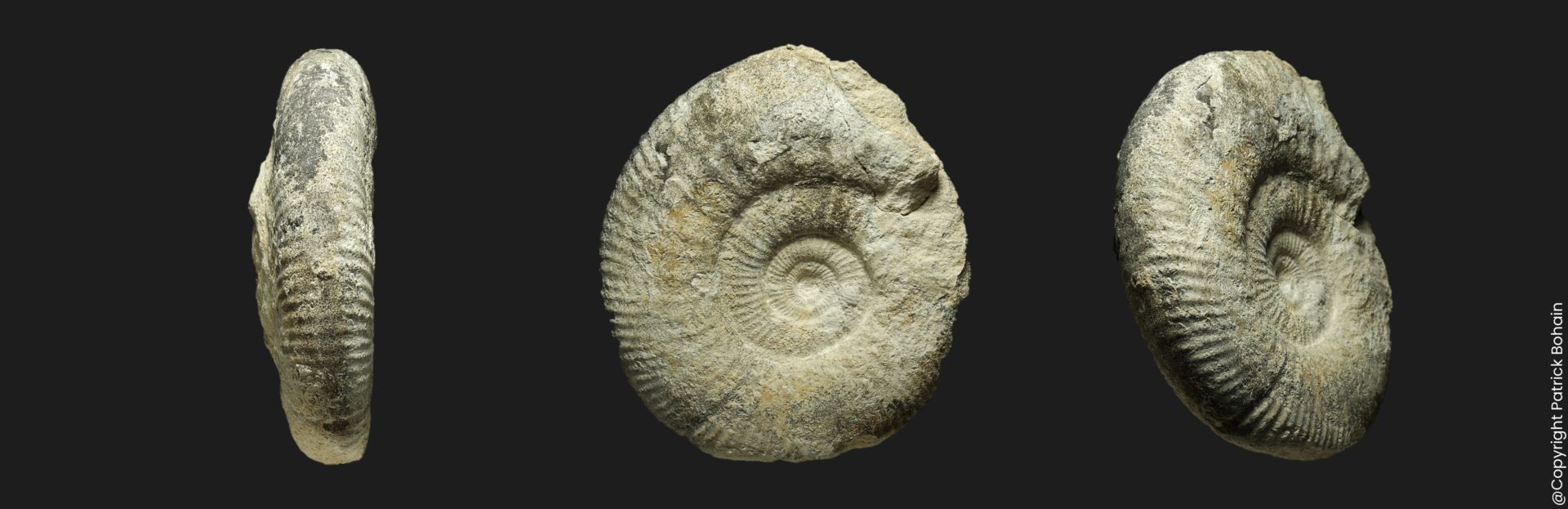 Bathonien moyen Procerites praequercinus