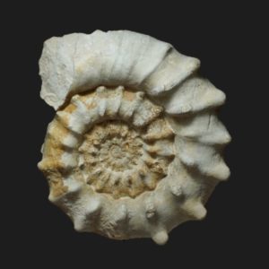 Callovien supérieur Euaspidoceras raynaudi