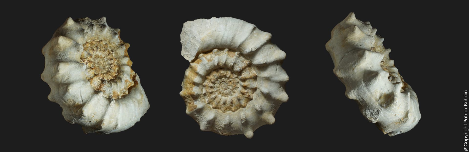 Callovien supérieur Euaspidoceras raynaudi
