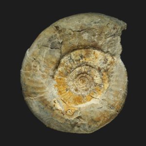 Callovien inférieur Homoeoplanulites Parachoffatia moorei mature