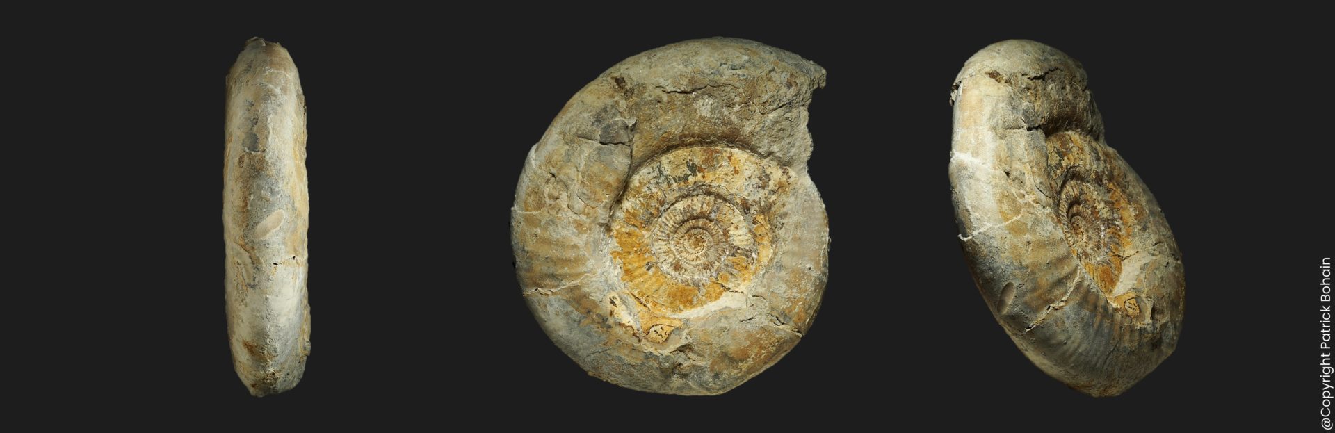 Callovien inférieur Homoeoplanulites Parachoffatia moorei mature