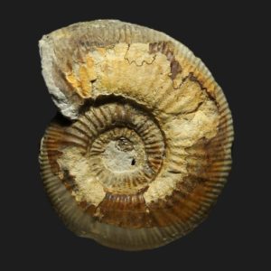Homoeoplanulites Parachoffatia moorei juvenile Callovien inférieur