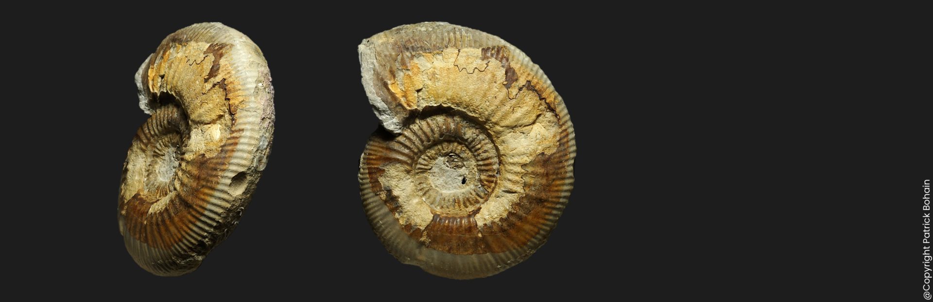 Homoeoplanulites Parachoffatia moorei juvenile Callovien inférieur