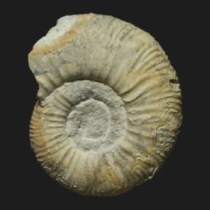 Callovien inférieur Indosphinctes Elatmites curvicosta ammonite