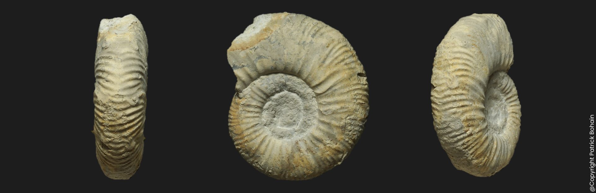 Callovien inférieur Indosphinctes Elatmites curvicosta ammonite