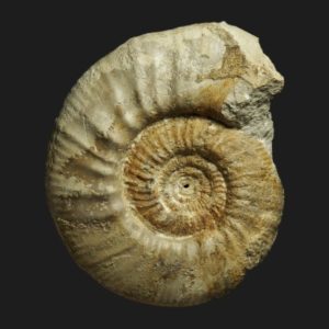 Indosphinctes Indosphinctes luceyensis callovien inférieur ammonite fossile