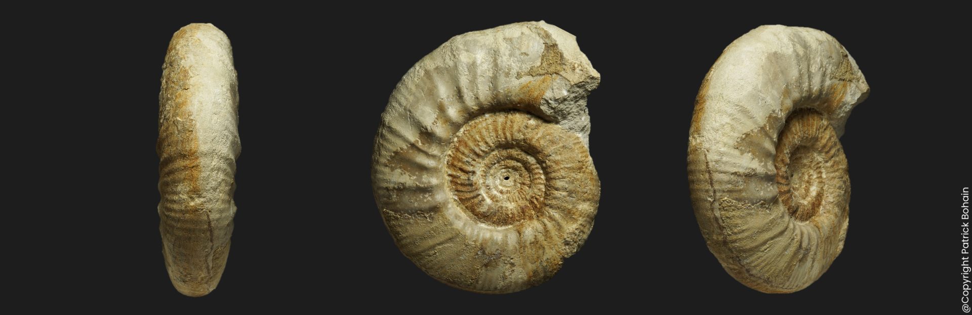 Indosphinctes Indosphinctes luceyensis callovien inférieur ammonite fossile