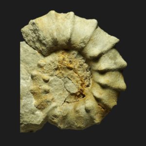 Peltoceras retrospinatum callovien supérieur LG8