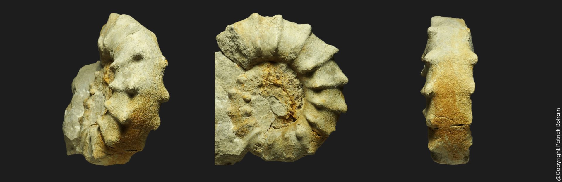 Peltoceras retrospinatum callovien supérieur LG8
