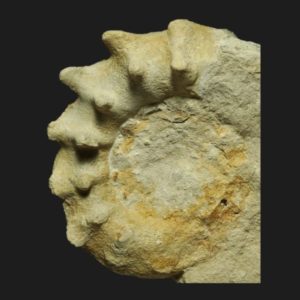 Peltoceras retrospinatum Callovien supérieur LG9