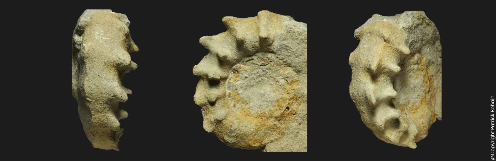 Peltoceras retrospinatum Callovien supérieur LG9