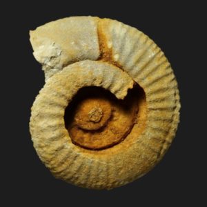 Choffatia Subgrossouvria aff. cayeuxi callovien supérieur ammonite fossile