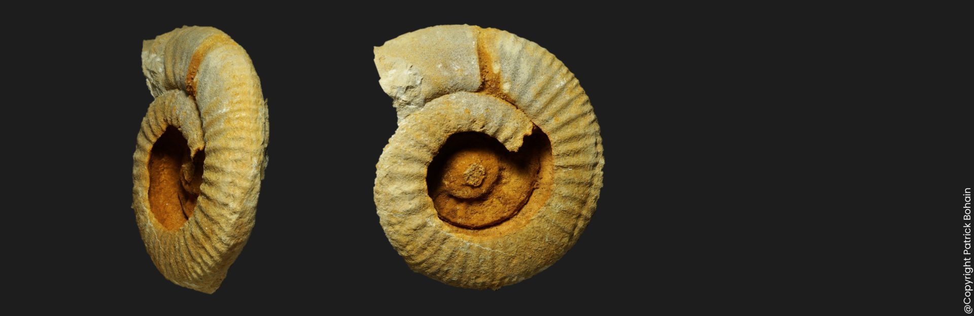 Choffatia Subgrossouvria aff. cayeuxi callovien supérieur ammonite fossile