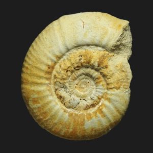 Choffatia Subgrossouvria termieri callovien supérieur ammonite fossile