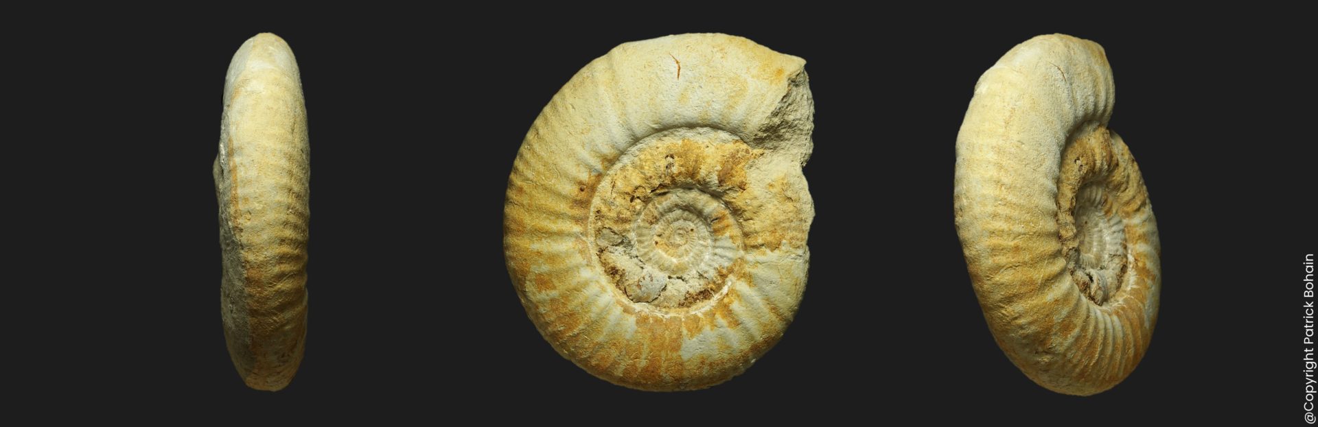 Choffatia Subgrossouvria termieri callovien supérieur ammonite fossile