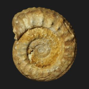Collotia fraasi ammonite fossile callovien supérieur