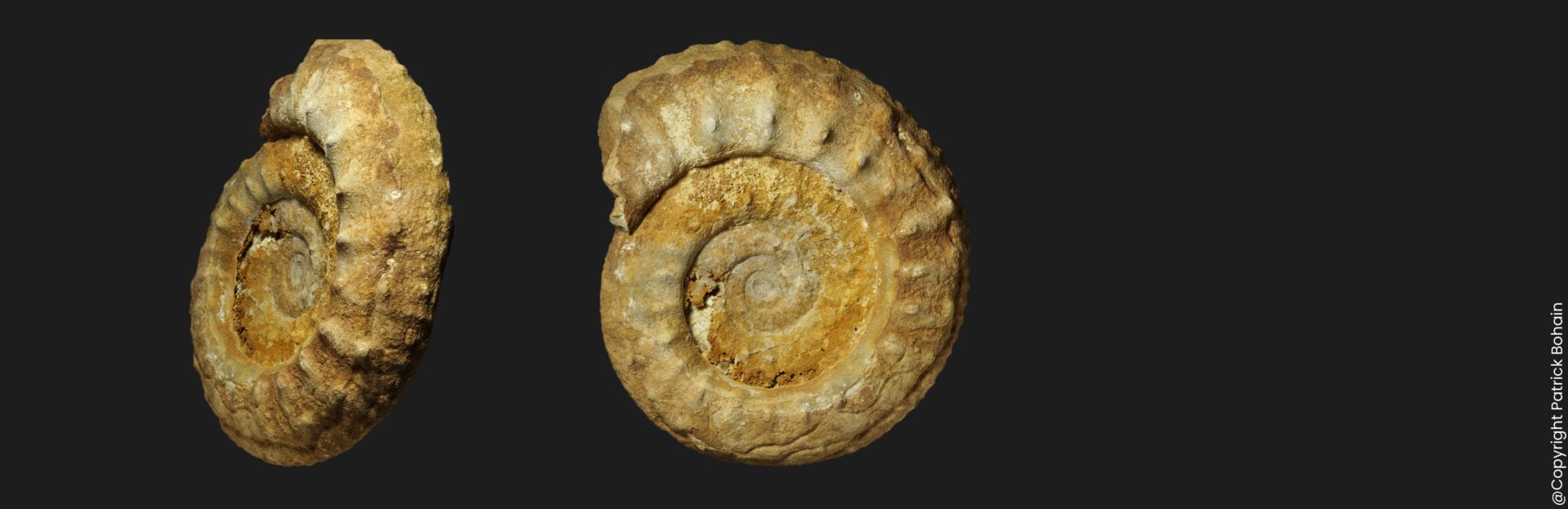 Collotia fraasi ammonite fossile callovien supérieur