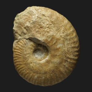 Callovien Hecticoceras Chanasia bannense