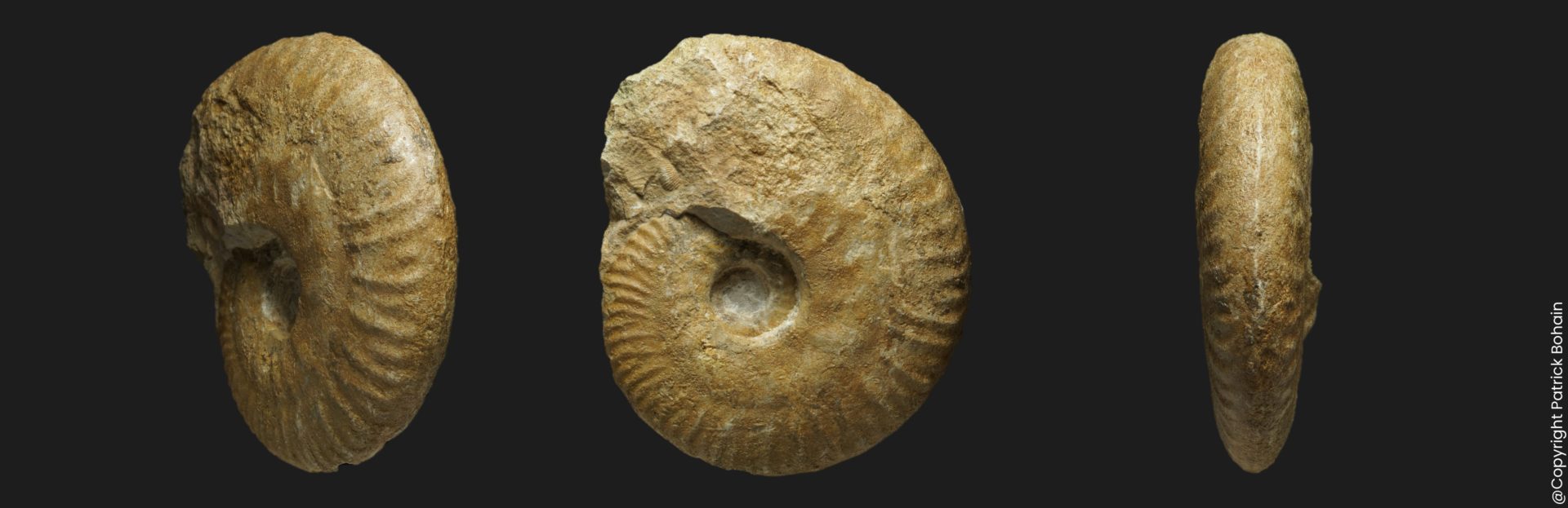 Callovien Hecticoceras Chanasia bannense
