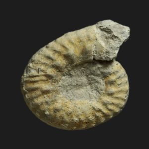 Callovien Hecticoceras Hecticoceras boginense micromorphe