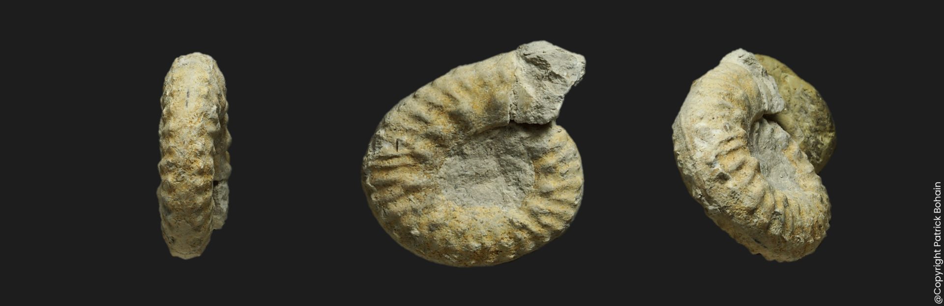 Callovien Hecticoceras Hecticoceras boginense micromorphe