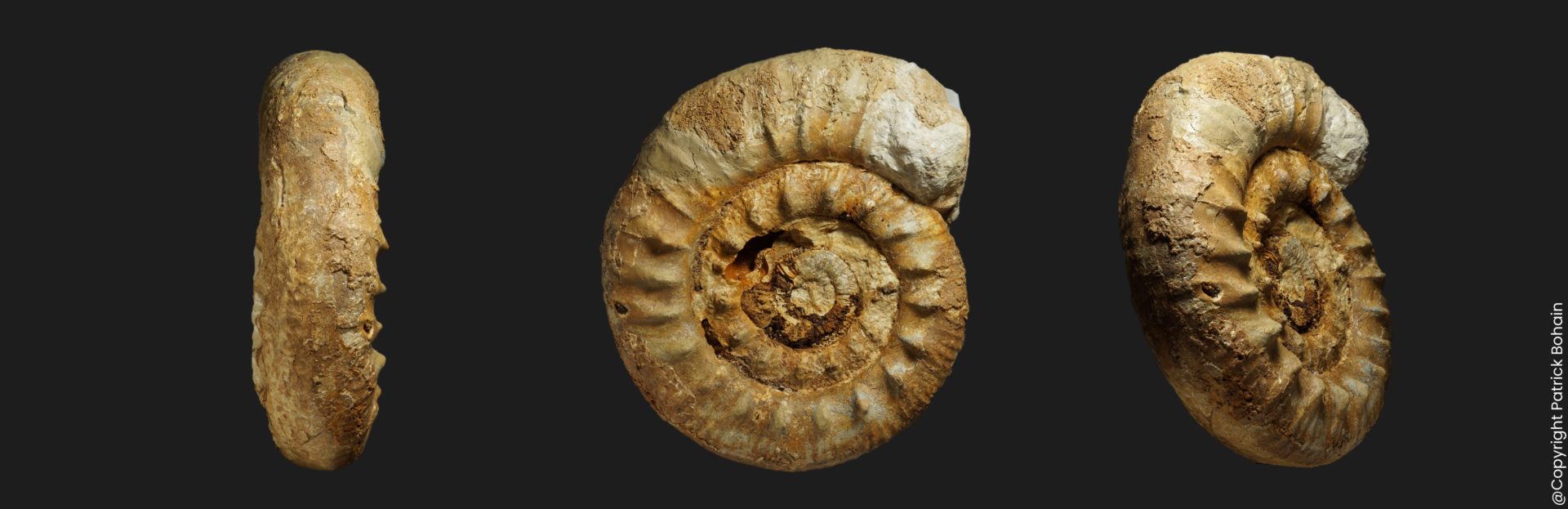 Callovien Reineckeia Tyrannites convexa