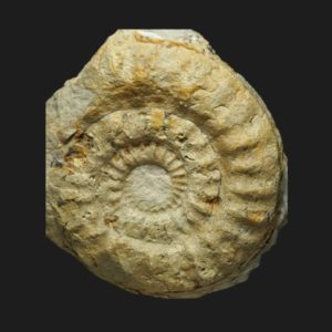 Toarcien Orthildaites douvillei ammonite fossile