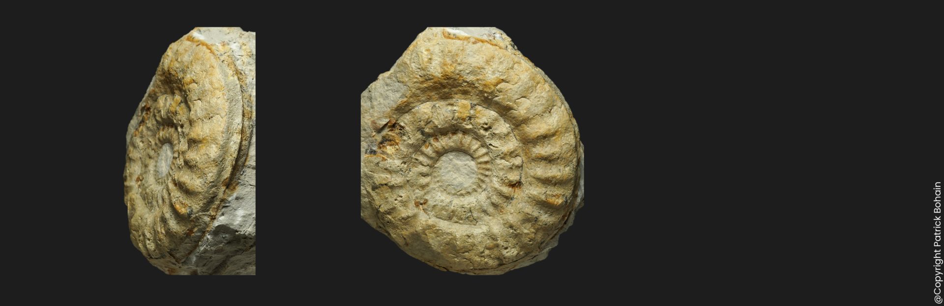 Toarcien Orthildaites douvillei ammonite fossile