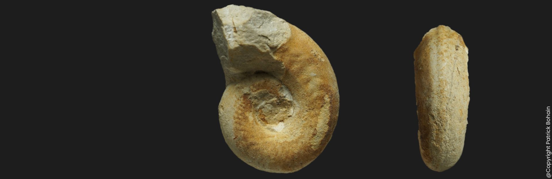 Toarcien Orthildaites douvillei forme microconque