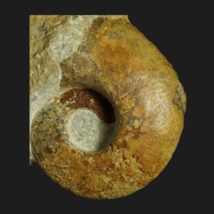 Toarcien Perilytoceras perlaevis