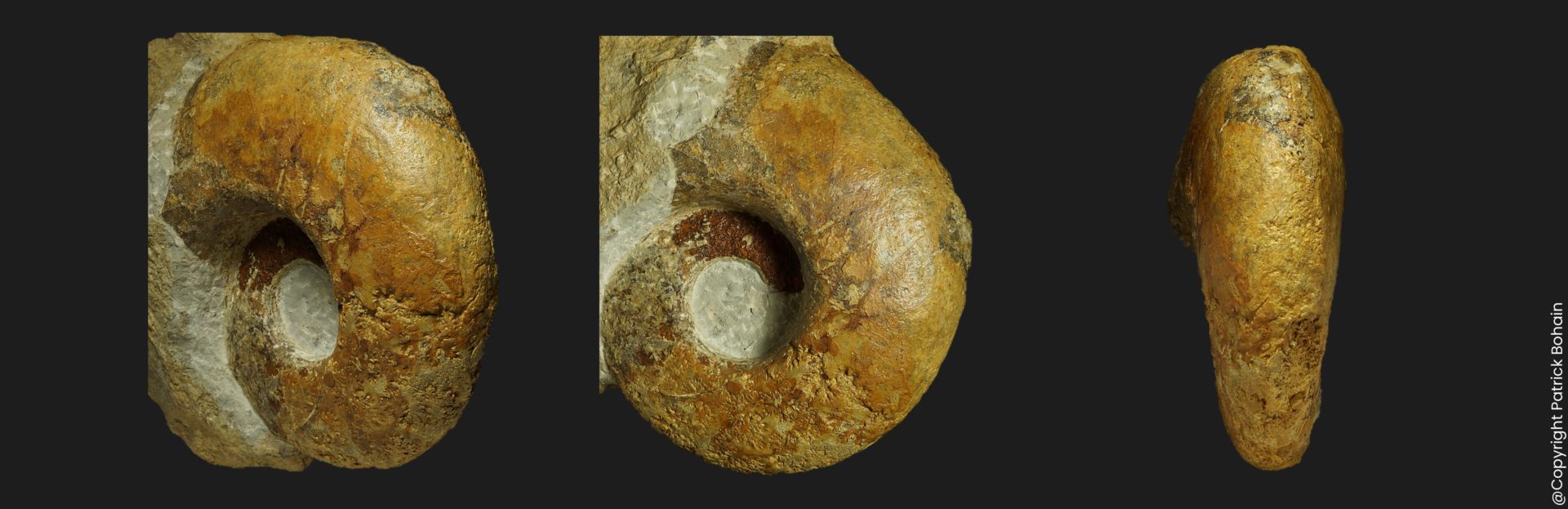 Toarcien Perilytoceras perlaevis