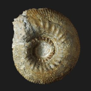 Bajocien parsemileites liebi ammonite fossile