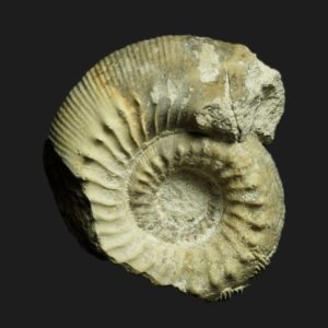 Bathonien inférieur Cadomites exstinctus ammonite fossile
