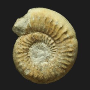 Bathonien inférieur Cadomites Polyplectites dorni ammonite fossile