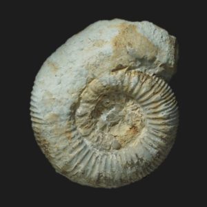 Catacoeloceras crassum Toarcien moyen ammonite fossile