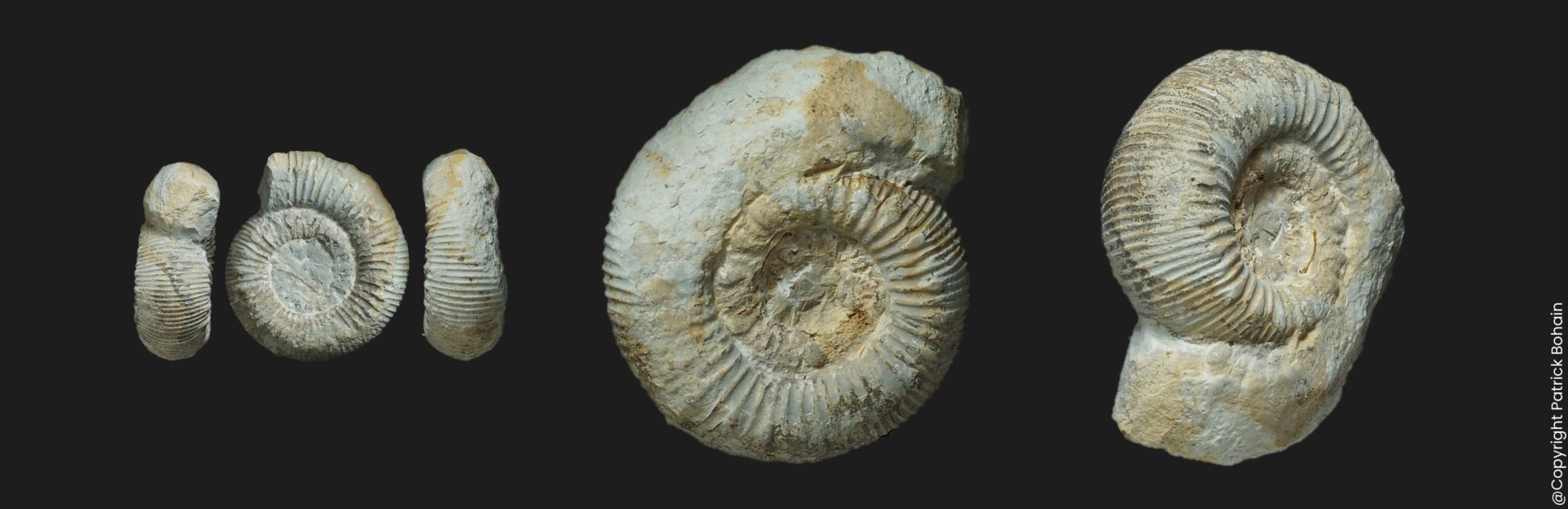 Catacoeloceras crassum Toarcien moyen ammonite fossile