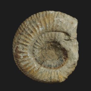 Dactylioceras Dactylioceras crassiusculum FT3 Toarcien moyen ammonite fossile