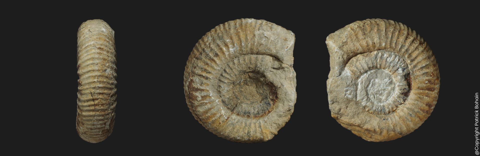 Dactylioceras Dactylioceras crassiusculum FT3 Toarcien moyen ammonite fossile