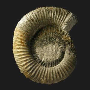 Dactylioceras eodactylites biscayensis Toarcien inférieur ammonite fossile