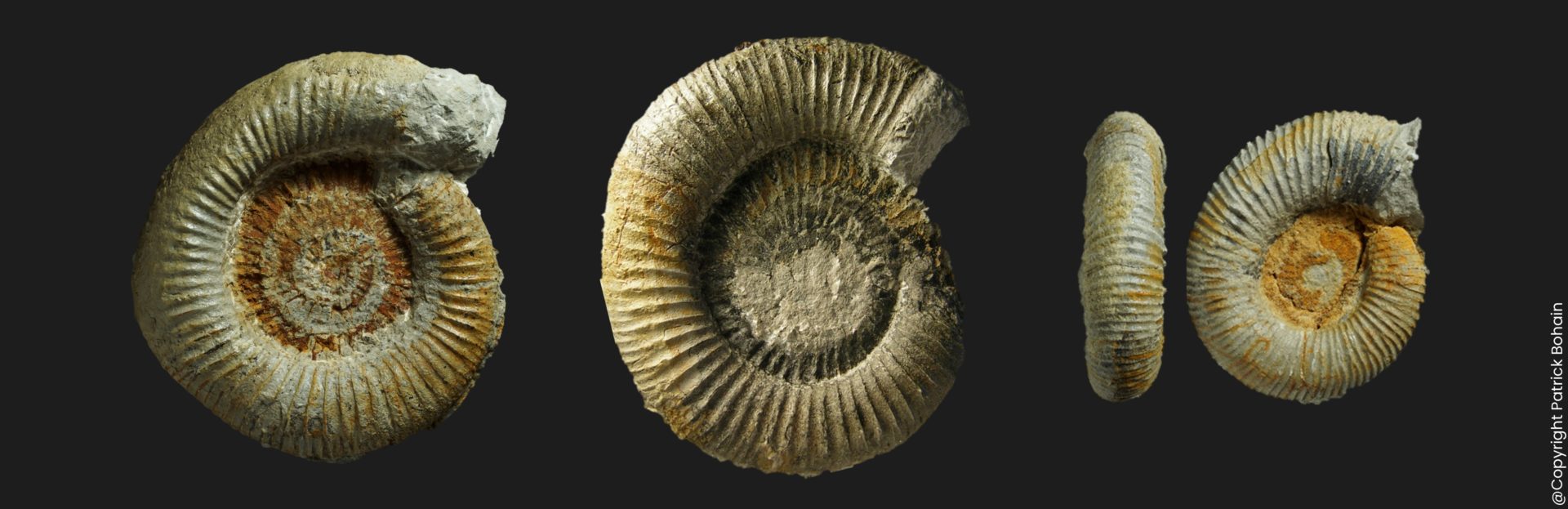 Dactylioceras eodactylites biscayensis Toarcien inférieur ammonite fossile